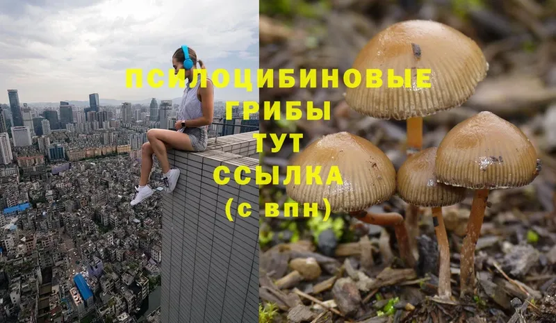 Псилоцибиновые грибы Cubensis  дарнет шоп  Николаевск 